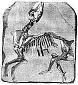 Palaeotherium fossil,19th C illustration
