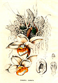 Stanhopea ecornuta orchid,illustration