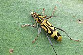 Bamboo borer beetle