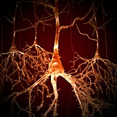 Pyramidal nerve cells,illustration