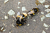 Buff-tailed bumblebees mating