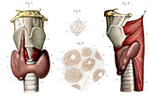 Voice box and thyroid,illustration