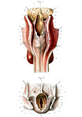 Human throat,19th Century illustration