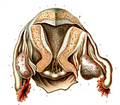 Female reproductive system,illustration