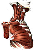 Upper body muscles,illustration