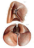 Lung anatomy,19th Century illustration