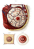 Breast anatomy,illustration
