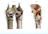 Voice box anatomy,illustration