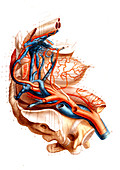 Male pelvic blood supply,illustration