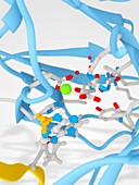 AlkB protein active site,illustration