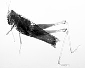 Grasshopper,X-ray