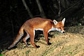 Juvenile red fox