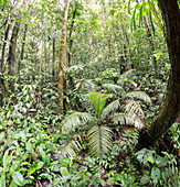 Interior of tropical rainforest,Ecuador