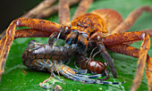 Huntsman spider feeding on centipede