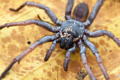 Tube trapdoor spider with mites