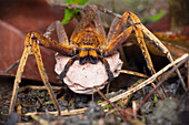 Huntsman spider carrying egg sac