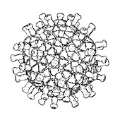 Rotavirus particle,illustration