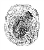 Animal cell,illustration