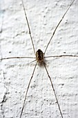 Daddy-long-legs spider