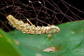 Caterpillar on a web