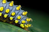 Cyclosia caterpillar secreting poison