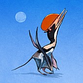 Darwinopterus pterosaur,illustration