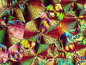 Cinchonidine crystals,light micrograph