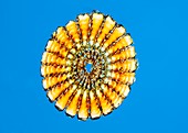 White sea urchin,polarised microscopy
