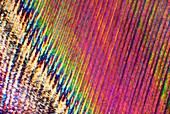 Reindeer hoof,polarised light microscopy