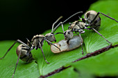 Ants carrying larvae