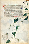 Bindweed (Convolvulus sp.),illustration