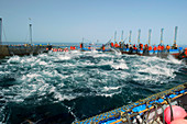 Almadraba tuna fishing,Spain