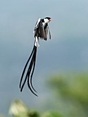Male Pin-Tailed Whydah in mating display
