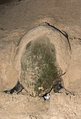 Loggerhead turtle nesting