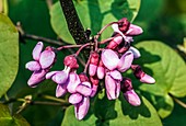 Judas tree (Cercis siliquastrum) flowers