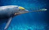 Dolphin echolocation,illustration