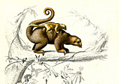 Silky anteaters,illustration