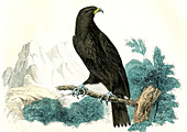 Golden eagle,illustration