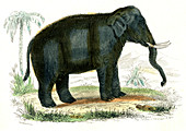 Asian elephant,19th Century illustration