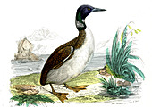 Great northern loon,illustration