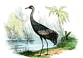 Sandhill crane,19th Century illustration