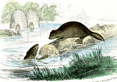 European beavers,illustration