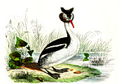 Great crested grebe,illustration