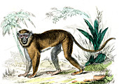 Diana monkey,19th Century illustration