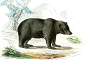 Brown bear,19th Century illustration