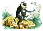 Lion-tailed macaque,illustration