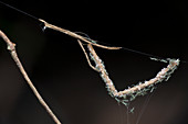 Feather-Legged Spider and spiderlings