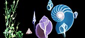 Seaweed and seashells,X-ray