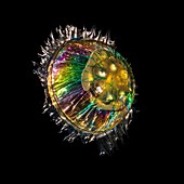 Jellyfish sculpture in polarized light