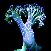 Broccoli floret,Kirlian photograph